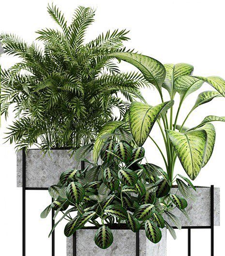 3832 Plant Sketchup Model Free Download