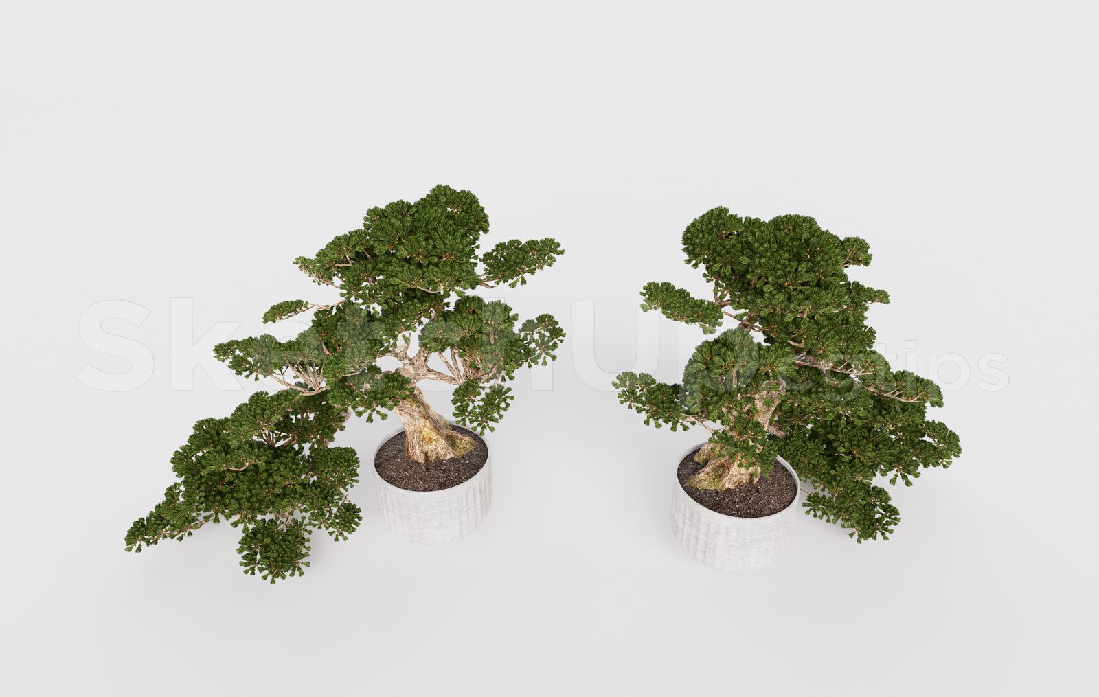16343. Free Sketchup Bonsai Tree Model Download (1)