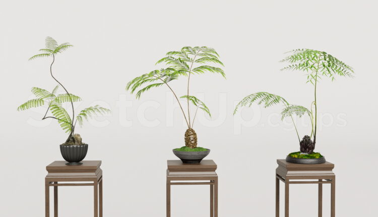 21080. Zen Potted Plants With Wooden Pedestals 3d Model Free Download (2)