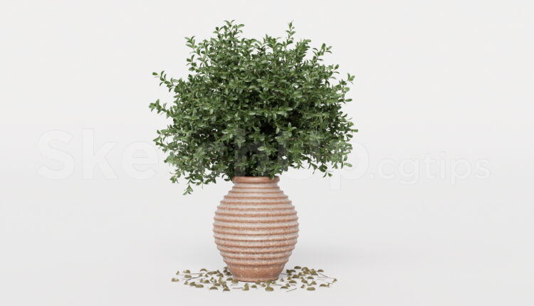 21600. Potted Bush Plant In Terracotta Ceramic Pot Sketchup Model Download (1)
